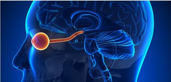 Neuro Ophthalmology